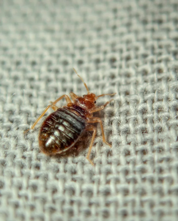 punaise de lit congélation