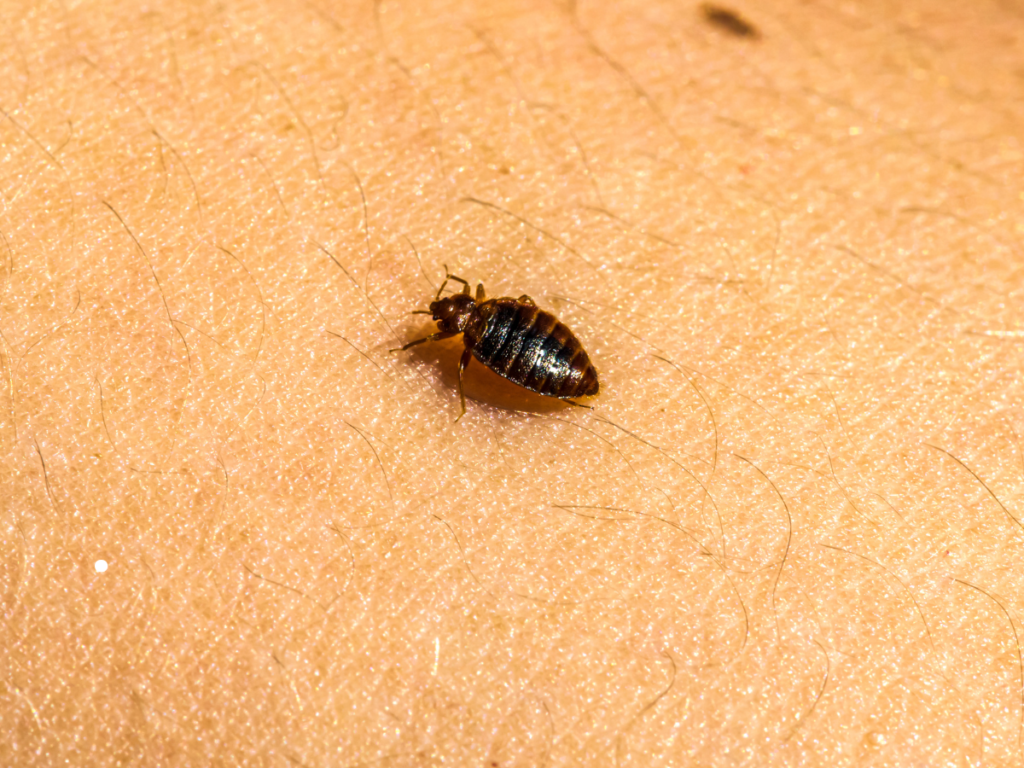 punaise de lit température froid